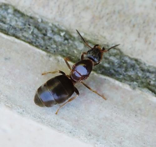 Réf. 237 119 : Lasius sp.
